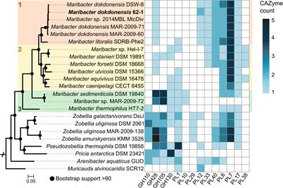 CAZymes in Maribacter dokdonensis 62–1 From the Patagonian Shelf: Genomics and Physiology Compared to Related Flavobacteria and a Co-occurring Alteromonas Strain